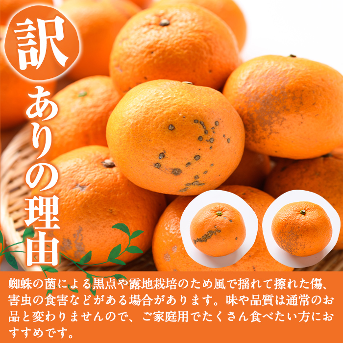 ＜先行予約受付中！2026年1月中旬以降順次発送予定＞訳あり紅甘夏(約20kg) 国産 鹿児島県 阿久根市 果実 果物 フルーツ 柑橘 紅甘夏 みかん ミカン 期間限定 数量限定【桐野柑橘株式会社】akn070-09