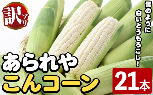 ＜先行予約受付中！2026年6月中旬以降順次発送予定＞訳あり！白いとうもろこし「あられやこんコーン」(21本) 国産 トウモロコシ 玉蜀黍 ホワイト コーン 野菜 糖度 夏 イネ科 数量限定 期間限定 訳アリ 旬 【うとさんち】akn067-11