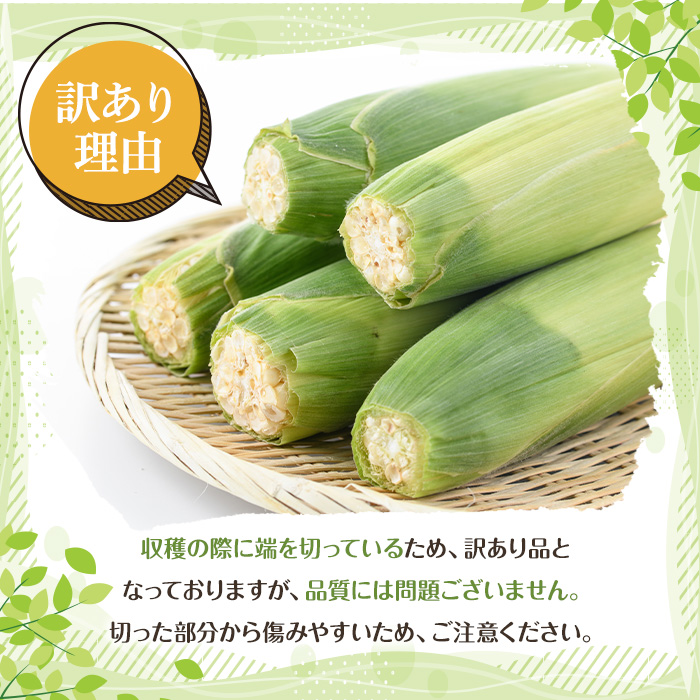 ＜先行予約受付中！2026年6月中旬以降順次発送予定＞訳あり！白いとうもろこし「あられやこんコーン」(21本) 国産 トウモロコシ 玉蜀黍 ホワイト コーン 野菜 糖度 夏 イネ科 数量限定 期間限定 訳アリ 旬 【うとさんち】akn067-11