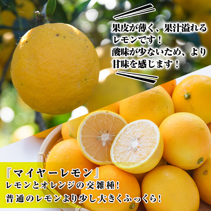 æ°ééå®ïŒå·èµåãã€ã€ãŒã€ãšããŒã¬ã¢ã³(5kg) åœç£ ãã€ã€ãŒã¬ã¢ã³ 檞檬 ãªã¬ã³ãž æå® æç© ãã«ãŒã ææ© ãã¶ãŒã æééå®ãæ¡éææ©æ ªåŒäŒç€Ÿãakn070-13