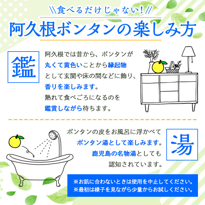 ＜先行予約受付中！2024年12月中旬以降順次発送予定＞阿久根ぼんたん(Lサイズ・6玉入) 阿久根市 ボンタン 文旦 柑橘 果物 フルーツ 新鮮 旬 特産品 鹿児島県 九州産 国産 期間限定【泰平食品】a-12-6-z