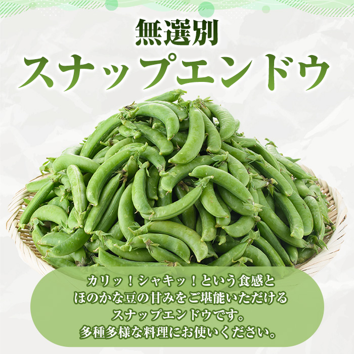 ＜訳あり＞鹿児島県産 スナップエンドウ(約2kg) 国産 野菜 スナップエンドウ スナップえんどう おつまみ サラダ 炒め物 訳アリ サイズ混合【松永青果】a-12-286-z