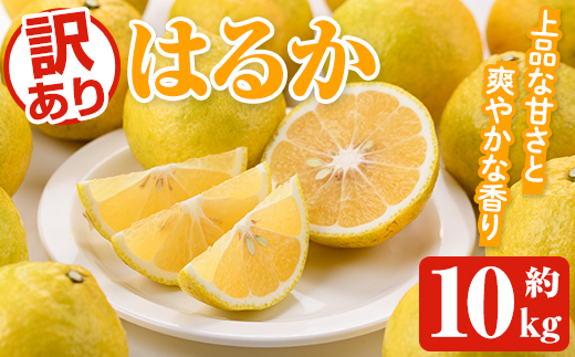＜先行予約受付中！2026年2月以降順次発送予定＞訳ありはるか(約10kg) 国産 鹿児島県産 果物 フルーツ 柑橘 みかん はるか【松永青果】akn053-45