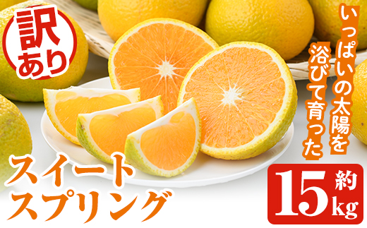 訳ありスイートスプリング(約15kg) 鹿児島県 阿久根市 フルーツ 果物 デザート 柑橘 甘味 果肉 果汁【松永青果】akn053-41