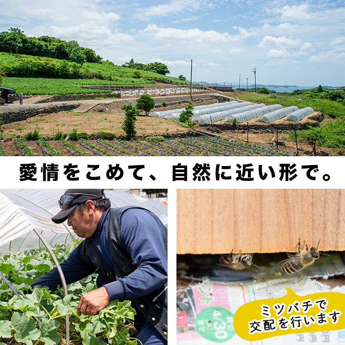 ＜先行予約受付中！2025年6月以降順次発送予定＞鹿児島県産！南国グリーンメロン(2Lサイズ×5個) メロン めろん 果物 スイーツ デザート フルーツ 【あくね旬の店いきいき館】a-24-53-z