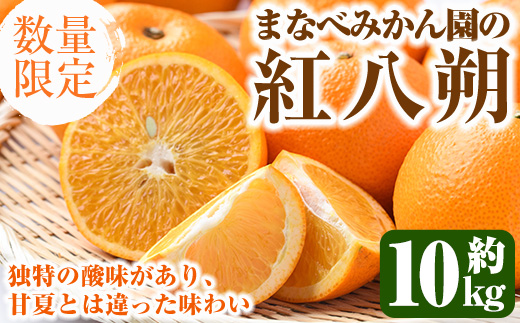 ＜先行予約受付中！2026年2月上旬以降順次発送予定＞まなべみかん園の紅八朔(約10kg) 国産 鹿児島県産 阿久根市産 柑橘類 みかん ミカン 蜜柑 果物 フルーツ べにはっさく 期間限定 数量限定 贈答用 ギフト デザート【有限会社まなべみかん園】akn034-05