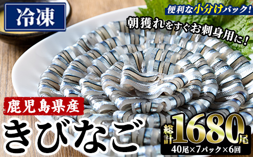 ＜6回定期便＞鹿児島県産！阿久根のきびなごお刺身セット (計1680尾・40尾×7パック×6回) 冷凍 魚介類 海鮮 魚 きびなご キビナゴ 刺身 さしみ 刺し身 青魚 子魚 小分け 定期便 阿久根市産 国産 【椎木水産】akn054-19