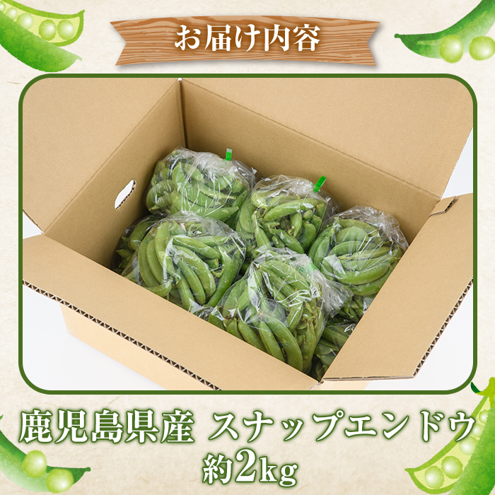 ＜訳あり＞鹿児島県産 スナップエンドウ(約2kg) 国産 野菜 スナップエンドウ スナップえんどう おつまみ サラダ 炒め物 訳アリ サイズ混合【松永青果】a-12-286-z