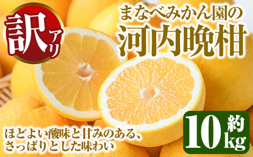 ＜先行予約受付中！2027年3月中旬以降順次発送予定＞訳あり！まなべみかん園の河内晩柑(約10kg) 国産 鹿児島県産 阿久根市産 柑橘類 かんきつ 晩柑 果物 フルーツ 期間限定 数量限定 デザート 訳アリ かわちばんかん 【有限会社まなべみかん園】akn034-09