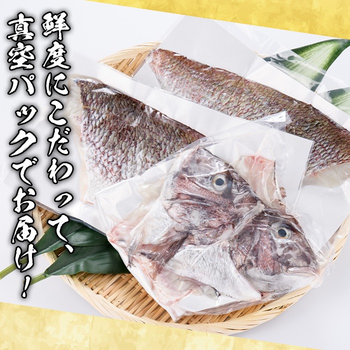 鮮度抜群！養殖真鯛(1尾分・約1.5kg) 鯛 真鯛 魚貝 魚介 海産物 刺身 焼き魚 煮つけ 真空パック【さるがく水産】a-14-43