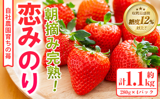 農園ガーデン空産いちご 恋みのりセット(計1.1kg・280g×4P)国産 イチゴ 苺 フルーツ 果物【農園ガーデン空】a-12-34-z