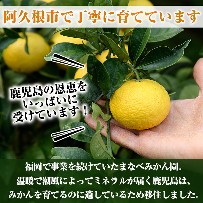 ãŸãªã¹ã¿ããåã®ãµã¯ãŒãã¡ã (çŽ9.5kg) åœç£ 鹿å
å³¶çç£ é¿ä¹
æ ¹åžç£ ææ©é¡ ã¿ãã ãã«ã³ èæ æç© ãã«ãŒã ãµã¯ãŒãã¡ã æééå® æ°ééå® èŽççš ã®ãã ãã¶ãŒã ãæéäŒç€ŸãŸãªã¹ã¿ããåãakn034-07