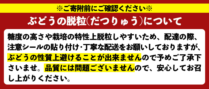 ＜先行予約受付中！2026年8月中旬以降順次発送予定＞鹿児島県産 巨峰(約1.4kg・3〜4房) 国産 ぶどう ブドウ 葡萄 果物 フルーツ セット 期間限定 数量限定【落合ぶどう園】akn025-01