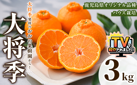 ＜先行予約受付中！2026年2月中旬以降順次発送予定＞数量限定！おおの果樹園の「大将季」(計3kg) 果物 フルーツ 果実 柑橘 ハウス栽培 無加温 みかん【おおの果樹園】akn087-03