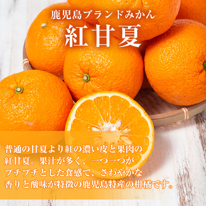 ＜先行予約受付中！2025年2月より順次発送予定＞数量限定！鹿児島県産紅甘夏みかん(約10kg・28玉～32玉)国産 果物 フルーツ【鹿児島いずみ農業協同組合】a-13-43