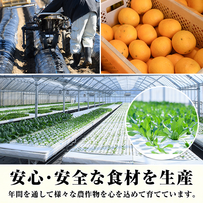 ＜定期便・全2回(6月・11月)＞あくね旬の野菜おまかせセット(5〜8品目) 小松菜、レタス、青梗菜の3品目とその他野菜2品目以上を詰め合わせて全2回お届け！ ふるさと納税 阿久根市 特産品 野菜 お楽しみ さつまいも 芋【合同会社グッドフィールド】a-24-23-z