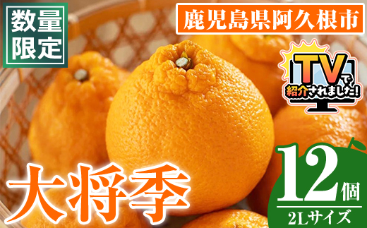 ＜先行予約受付中！2027年1月中旬以降順次発送予定＞数量限定！大将季 (12個・2Lサイズ) 柑橘 フルーツ 果物 国産 みかん 期間限定 不知火 しらぬい シラヌイ ミカン 【株式会社土曜日】akn069-08