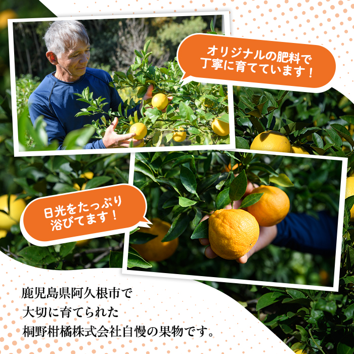 ＜先行予約受付中！2026年2月以降順次発送＞数量限定！グレープフルーツ(約4kg)国産 果実 果物 フルーツ 柑橘 デザート 期間限定【桐野柑橘株式会社】akn070-04