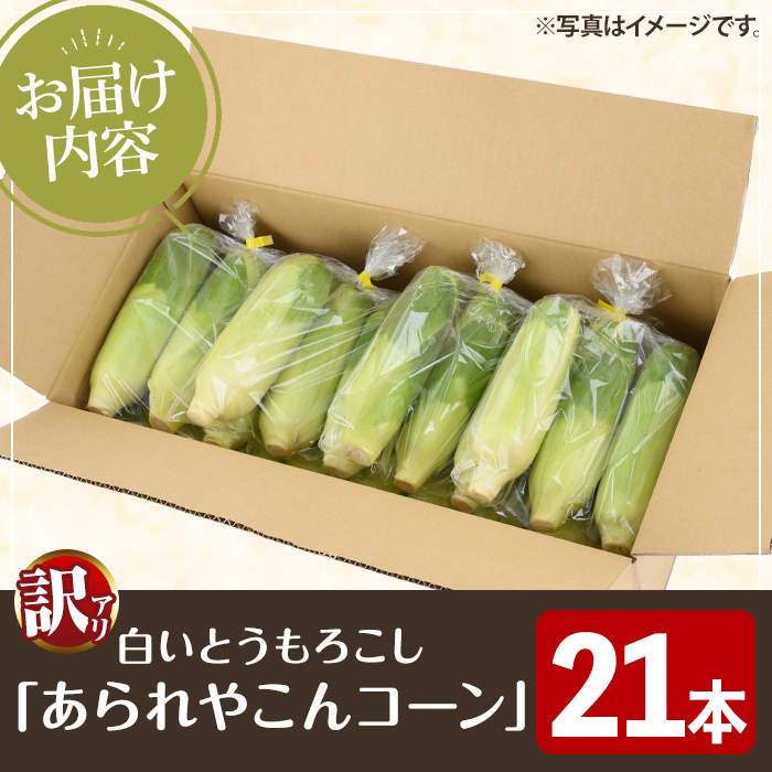 ＜先行予約受付中！2026年6月中旬以降順次発送予定＞訳あり！白いとうもろこし「あられやこんコーン」(21本) 国産 トウモロコシ 玉蜀黍 ホワイト コーン 野菜 糖度 夏 イネ科 数量限定 期間限定 訳アリ 旬 【うとさんち】akn067-11