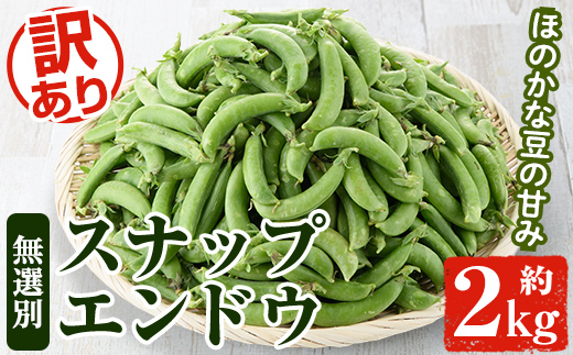 ＜訳あり＞鹿児島県産 スナップエンドウ(約2kg) 国産 野菜 スナップエンドウ スナップえんどう おつまみ サラダ 炒め物 訳アリ サイズ混合【松永青果】a-12-286-z