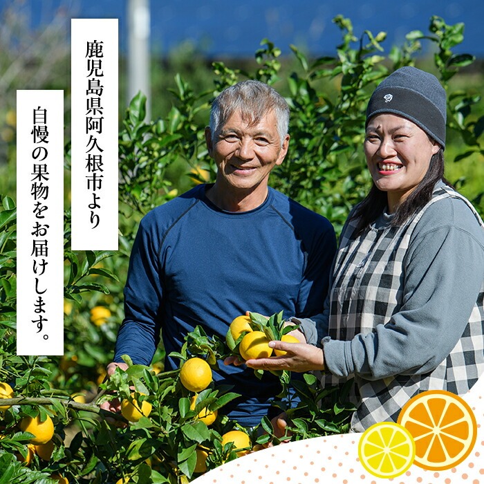 ＜先行予約受付中！2026年2月上旬以降順次発送予定＞訳あり 紅さわ香(約20kg) 国産 鹿児島県 阿久根市 果実 果物 フルーツ 柑橘 みかん ミカン 紅甘夏 期間限定 数量限定 【桐野柑橘株式会社】akn070-19