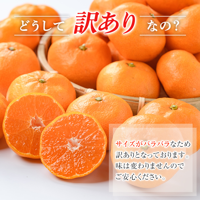 訳あり！鹿児島県産手選果みかん(計10kg)国産 柑橘 果物 フルーツ ご家庭用 サイズ 不揃い【三笠農業生産】a-24-28-z