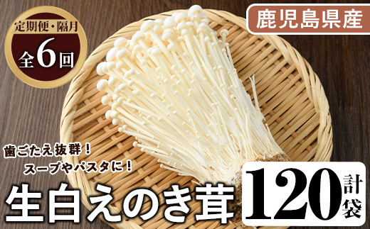 ＜定期便(奇数月)・全6回＞生白えのき茸(計120袋・20袋×6回) 国産 エノキ きのこ キノコ 個包装 【三笠えのき茸生産組合】akn010-24
