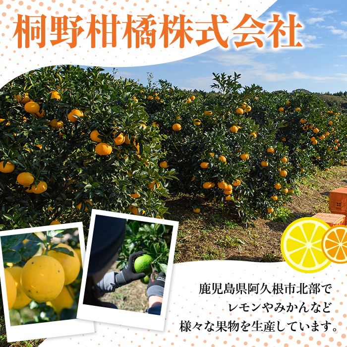 ＜先行予約受付中！2026年9月以降順次発送予定＞数量限定！リスボングリーンレモン(5kg)国産 果実 果物 リスボンレモン フルーツ 檸檬 柑橘 デザート 期間限定【桐野柑橘株式会社】akn070-14