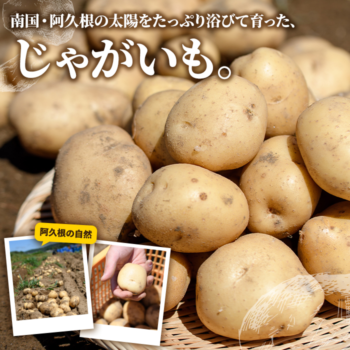 じゃがいも ニシユタカ(5kg) 国産 鹿児島県産 阿久根市産 じゃがいも ジャガイモ 芋 ポテト にしゆたか 野菜 期間限定 数量限定 ポテトサラダ コロッケ 常温 常温配送 【慶越農園】akn107-09