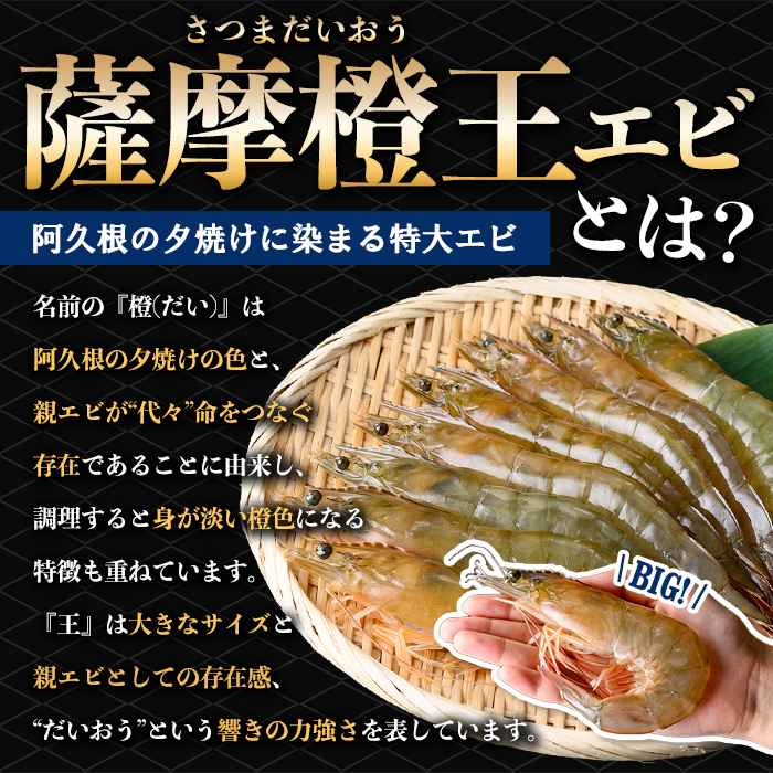 薩摩橙王エビ(4尾入×2パック) 国産 鹿児島県産 阿久根市産 えび 海老 魚貝類 魚介類 海産物 養殖 冷凍 期間限定 数量限定 焼き海老 焼きエビ バナメイエビ シロアシエビ 生食可 【リージョナルフィッシュ株式会社】akn105-01
