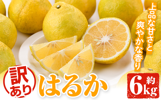 ＜先行予約受付中！2026年2月以降順次発送予定＞訳ありはるか(約6kg) 国産 鹿児島県産 果物 フルーツ 柑橘 みかん はるか【松永青果】akn053-40