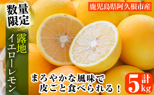 数量限定！露地マイヤーイエローレモン(5kg) 国産 檸檬 イエローレモン オレンジ 果実 果物 フルーツ 柑橘【桐野柑橘株式会社】akn070-11