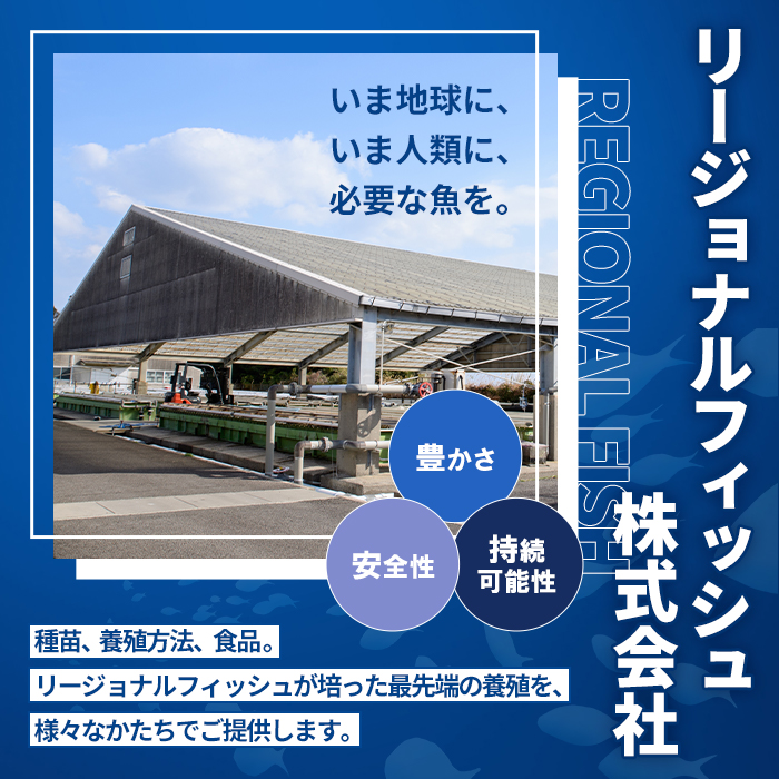 薩摩橙王エビ(4尾入×2パック) 国産 鹿児島県産 阿久根市産 えび 海老 魚貝類 魚介類 海産物 養殖 冷凍 期間限定 数量限定 焼き海老 焼きエビ バナメイエビ シロアシエビ 生食可 【リージョナルフィッシュ株式会社】akn105-01
