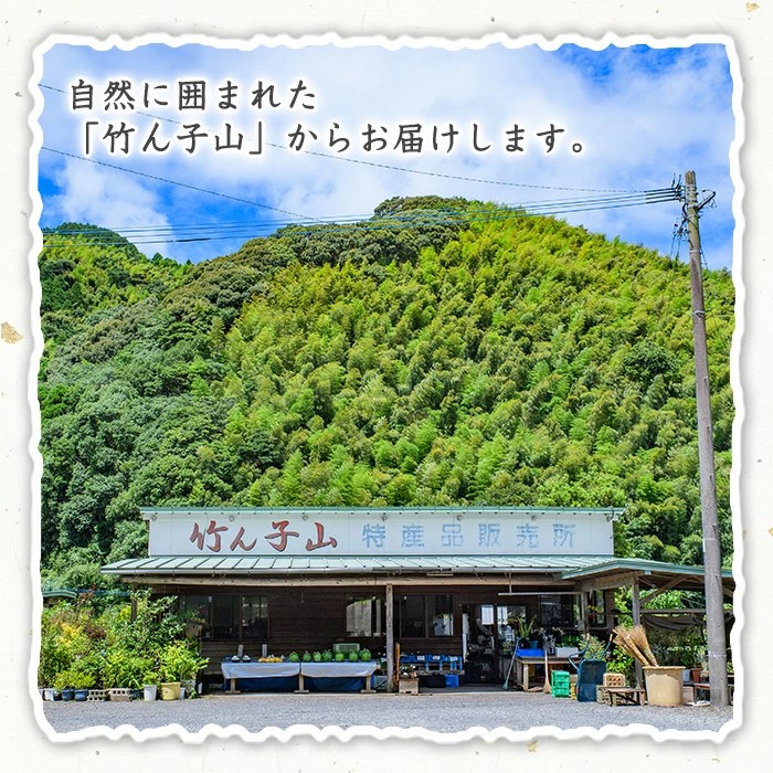 ＜先行予約受付中！2027年1月上旬以降順次発送予定＞竹ん子山のボンタン(約3kg) 国産 鹿児島県産 阿久根産 柑橘 果物 フルーツ ぼんたん 文旦 果実 期間限定 【竹ん子山】akn097-11