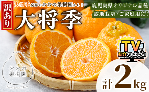 ＜先行予約受付中！2027年3月下旬以降順次発送予定＞ 数量限定！訳あり・ご家庭用！おおの果樹園の「大将季」(計2kg) 訳あり 訳アリ 果物 フルーツ 果実 柑橘 露地栽培 無加温 みかん 期間限定 家庭用 自宅用 【おおの果樹園】akn087-01