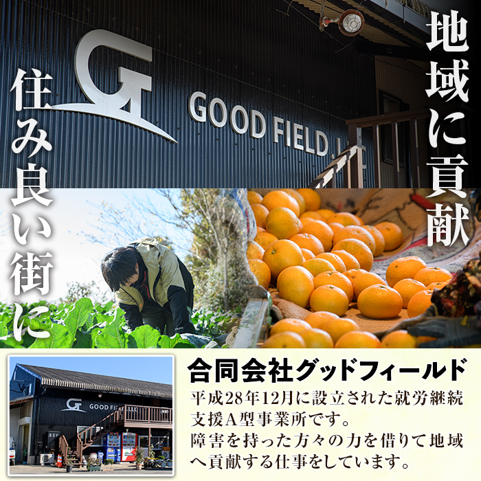 ＜定期便・全2回(6月・11月)＞あくね旬の野菜おまかせセット(5〜8品目) 小松菜、レタス、青梗菜の3品目とその他野菜2品目以上を詰め合わせて全2回お届け！ ふるさと納税 阿久根市 特産品 野菜 お楽しみ さつまいも 芋【合同会社グッドフィールド】a-24-23-z