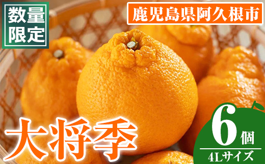 ＜先行予約受付中！2026年1月中旬以降順次発送予定＞数量限定！大将季 (6個・4Lサイズ) 柑橘 フルーツ 果物 国産 みかん 期間限定 不知火 しらぬい シラヌイ ミカン【株式会社イロドリ】akn069-12