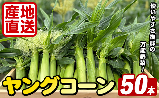 ＜先行予約受付中！2026年5月上旬以降順次発送予定＞ ヤングコーン (50本) 国産 野菜 ヤングコーン 鹿児島県産 阿久根市産 天ぷら フライ 中華炒め 肉巻き 【うとさんち】akn067-18
