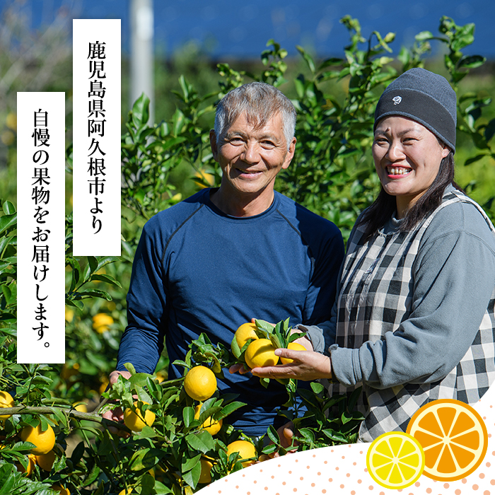 ＜先行予約受付中！2026年1月中旬以降順次発送予定＞訳あり紅甘夏(約20kg) 国産 鹿児島県 阿久根市 果実 果物 フルーツ 柑橘 紅甘夏 みかん ミカン 期間限定 数量限定【桐野柑橘株式会社】akn070-09