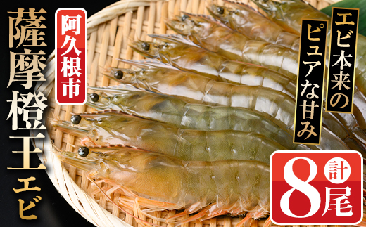 薩摩橙王エビ(4尾入×2パック) 国産 鹿児島県産 阿久根市産 えび 海老 魚貝類 魚介類 海産物 養殖 冷凍 期間限定 数量限定 焼き海老 焼きエビ バナメイエビ シロアシエビ 生食可 【リージョナルフィッシュ株式会社】akn105-01