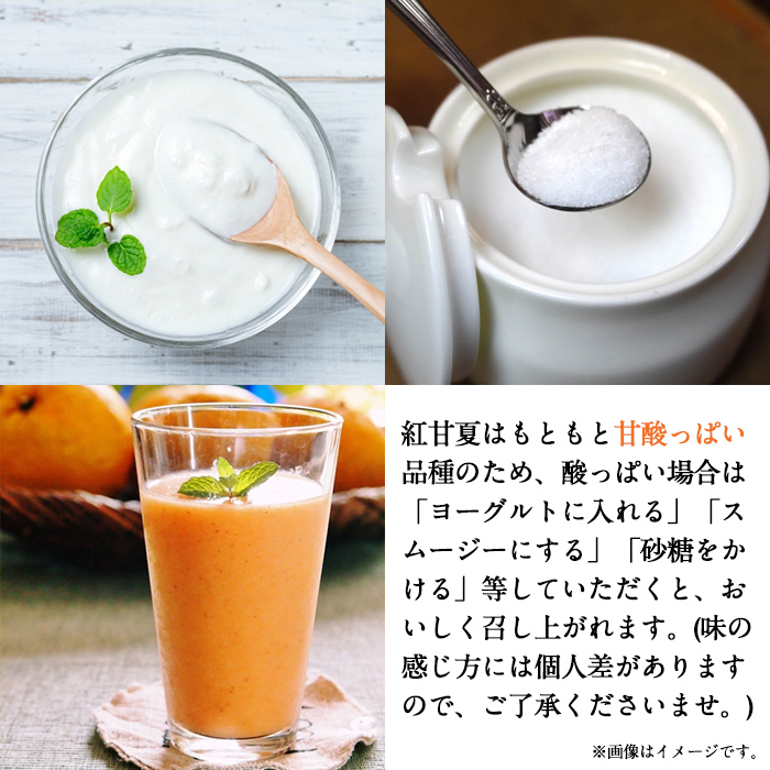 ＜先行予約受付中！2026年1月中旬以降順次発送予定＞訳あり紅甘夏(約20kg) 国産 鹿児島県 阿久根市 果実 果物 フルーツ 柑橘 紅甘夏 みかん ミカン 期間限定 数量限定【桐野柑橘株式会社】akn070-09