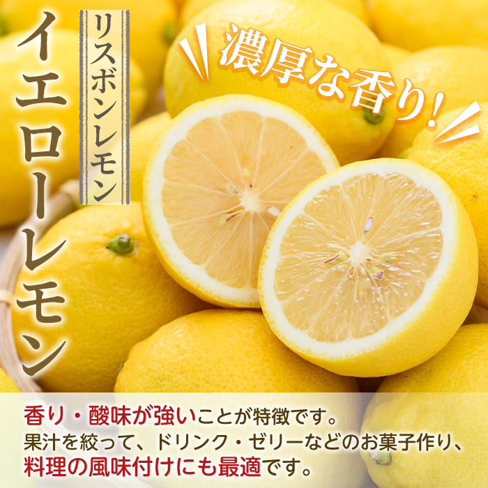 数量限定！リスボンイエローレモン(5kg) 国産 果実 果物 リスボンレモン フルーツ 檸檬 柑橘 デザート 期間限定【桐野柑橘株式会社】akn070-15