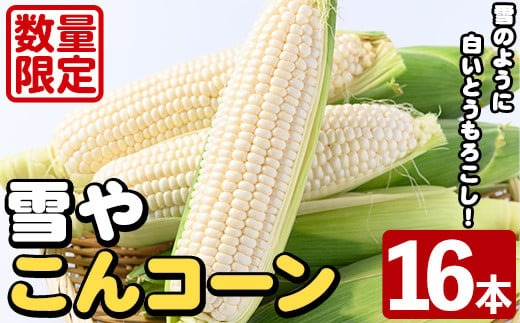 ＜先行予約受付中！2026年6月中旬以降順次発送予定＞白いとうもろこし「雪やこんコーン」(16本) 国産 トウモロコシ 玉蜀黍 ホワイト コーン 野菜 糖度 夏 イネ科 数量限定 期間限定【うとさんち】akn067-12