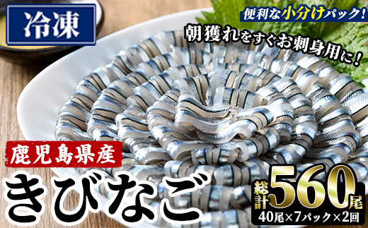 ＜2回定期便＞鹿児島県産！阿久根のきびなごお刺身セット (計560尾・40尾×7パック×2回) 冷凍 魚介類 海鮮 魚 きびなご キビナゴ 刺身 さしみ 刺し身 青魚 子魚 小分け 定期便 阿久根市産 国産 【椎木水産】akn054-17