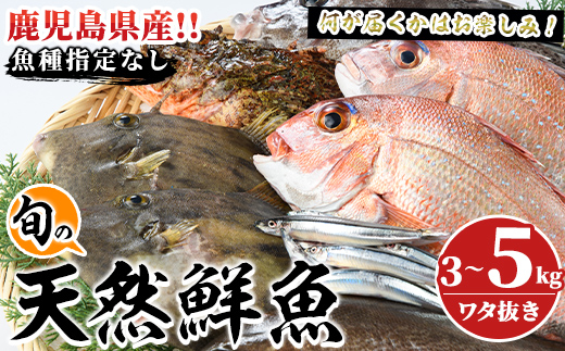 旬の天然鮮魚BOX(3～5kg) 国産 刺身 魚貝 魚介 鮮魚 海産物 天然物 煮つけ 焼き魚【さるがく水産】a-20-29