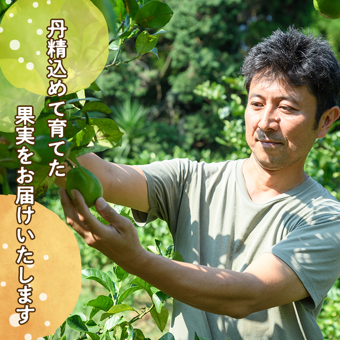 訳あり！有機JAS 甘夏(約15kg) 国産 果実 果物 フルーツ 柑橘 デザート 訳アリ 期間限定 有機栽培 【中村農場】akn084-08