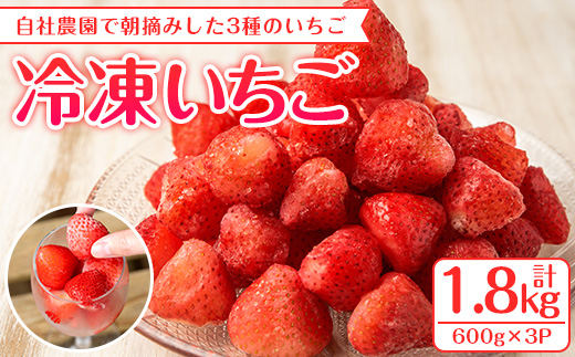 凍眠君使用！農園ガーデン空産冷凍いちご(計1.8kg・600g×3P)国産