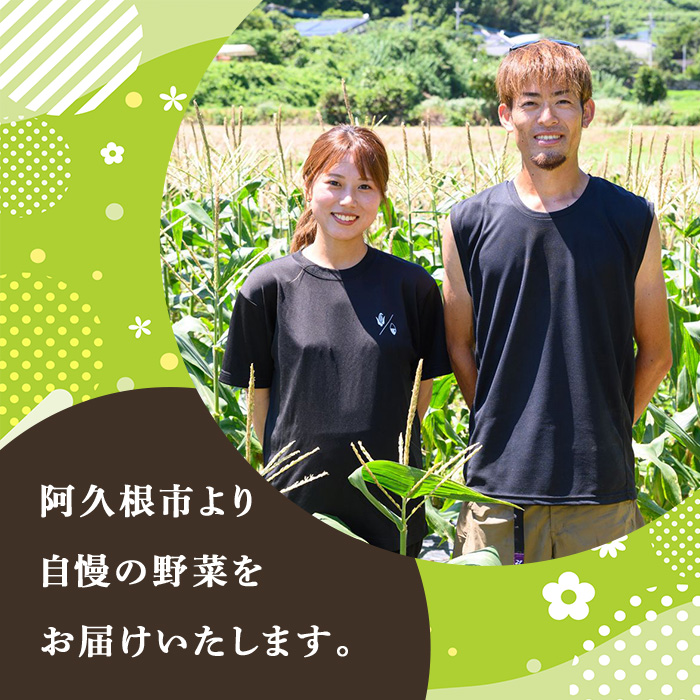訳あり！数量限定！熟成芋「南国蜜芋」(M〜Lサイズ・10kg) 訳あり 国産 お芋 野菜 デザート 焼芋 焼き芋 焼きいも イモ 紅はるか 大学芋 訳アリ 詰め合わせ【うとさんち】akn067-07