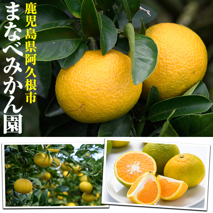 èš³ããïŒãŸãªã¹ã¿ããåã®ãµã¯ãŒãã¡ã (çŽ9.5kg) åœç£ 鹿å
å³¶çç£ é¿ä¹
æ ¹åžç£ ææ©é¡ ã¿ãã ãã«ã³ èæ æç© ãã«ãŒã ãµã¯ãŒãã¡ã æééå® æ°ééå® ãã¶ãŒã èš³ã¢ãª ãæéäŒç€ŸãŸãªã¹ã¿ããåãakn034-08