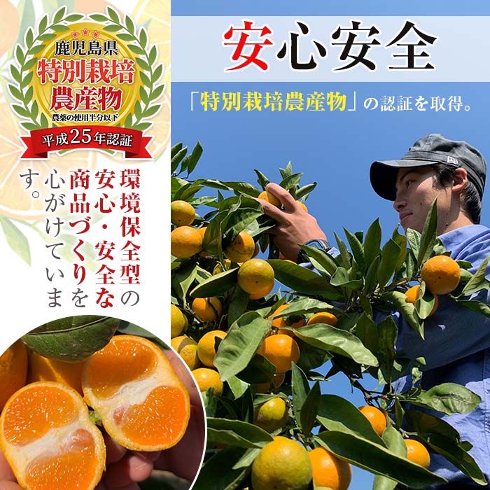 i687 ＜2024年11月下旬～2025年1月下旬の間に発送予定＞【特別栽培・最高金賞】温州みかん日本一！濃甘あめ玉みかん(約3kg・1箱＋傷み保障約200g(3～4玉)【Farmer friends Marche】